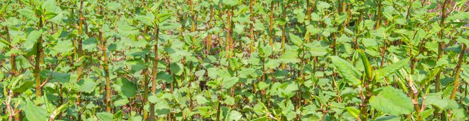 Japanese Knotweed Plant Growing. Used as Legal Action Header Image