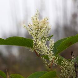 Can You Take Legal Action Against Someone for Not Treating Japanese Knotweed?