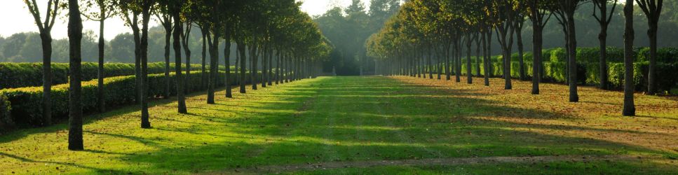 Image of a grove of trees for Wills and Estate Administration header image.