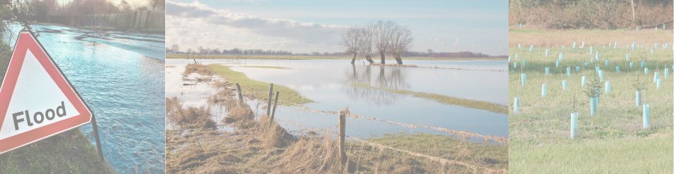 Images of Flooding and planting tree for The Risk of Flooding on a Neighbour’s Property header image